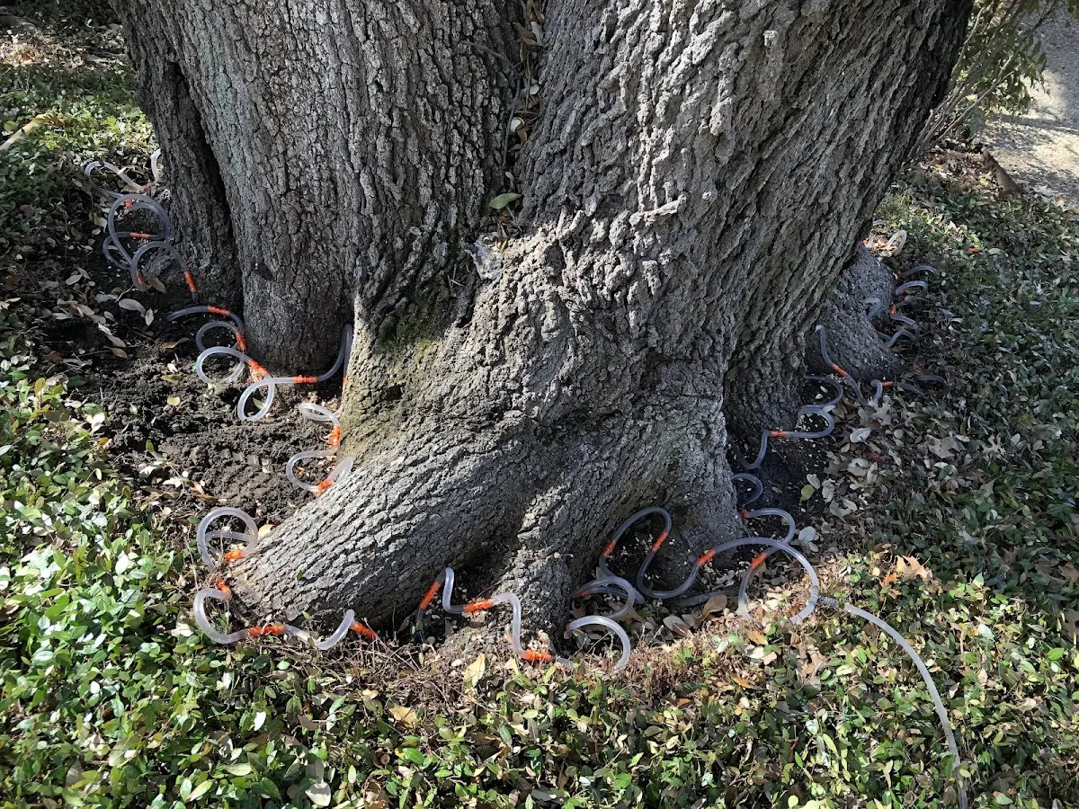 Detailed Tree Cabling and Bracing job site in Shawsville
