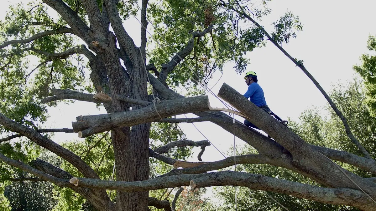 Professional Crown Thinning performed by certified arborists in Shawsville