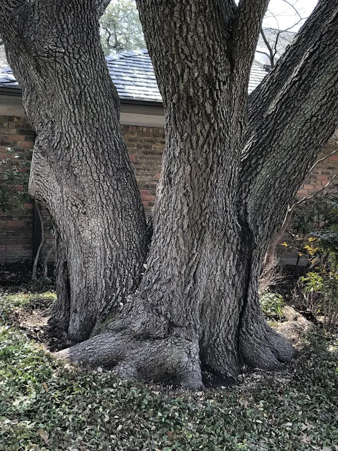 Mature heritage tree close to a Shawsville property cared for by certified arborists